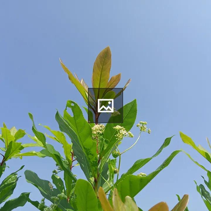 Leafy plant with white flowers
