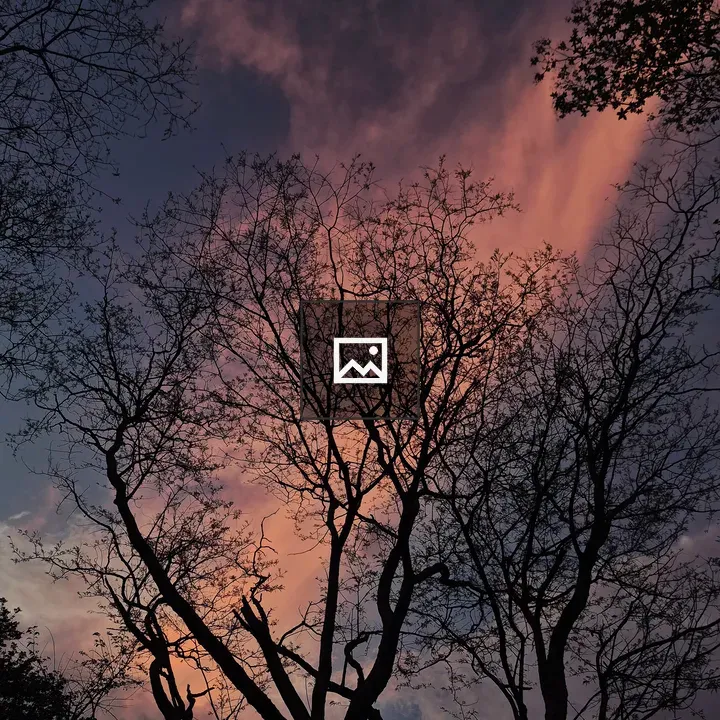 Sunset sky over leafless trees