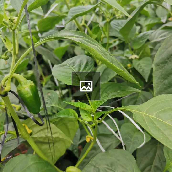 Green Pepper Plants Close-Up
