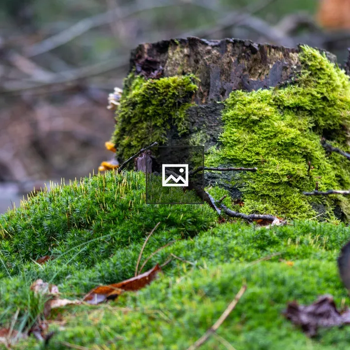 Tree trunk with moss and mushrooms