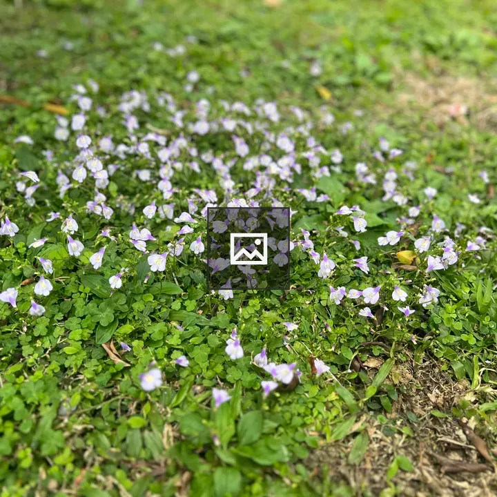 Patch of Purple Flowers on Grass
