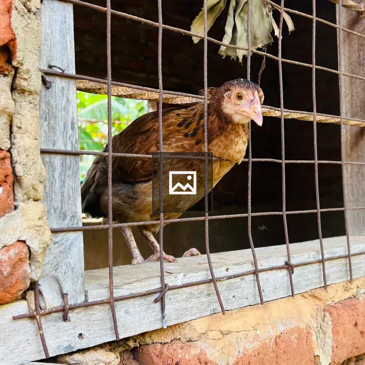 Chicken by Wire Fence