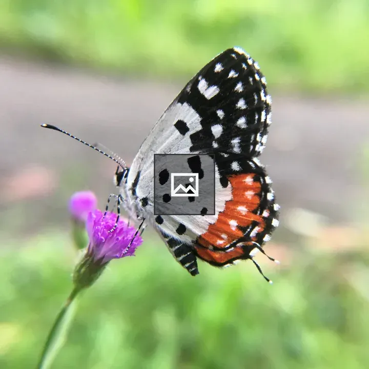 Butterfly on Purple Flower