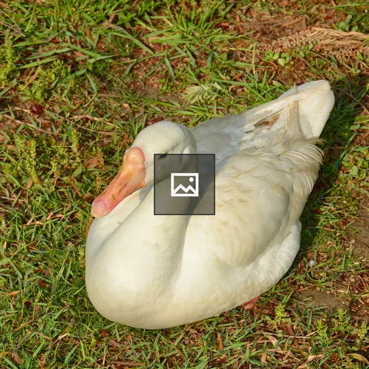 White duck on green grass
