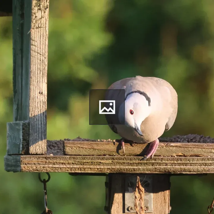 Collared Dove in Bird House