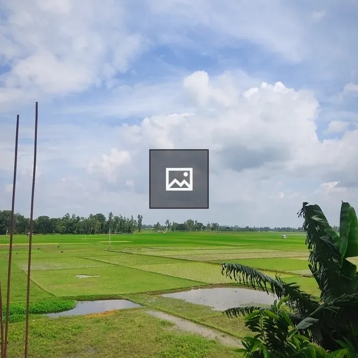 Rice fields in Bangladesh