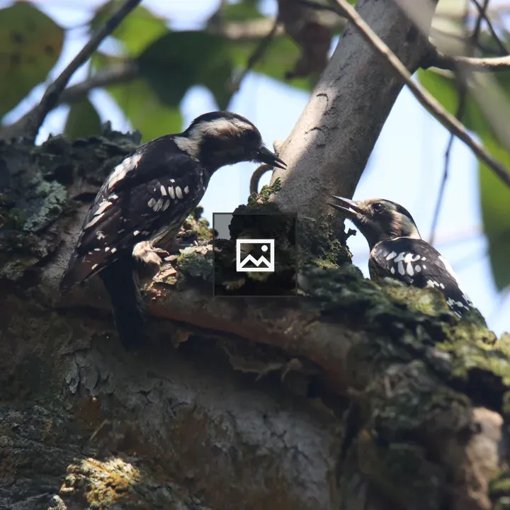 Grey-capped pygmy woodpecker
