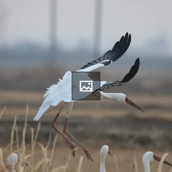 Siberian Crane Landing