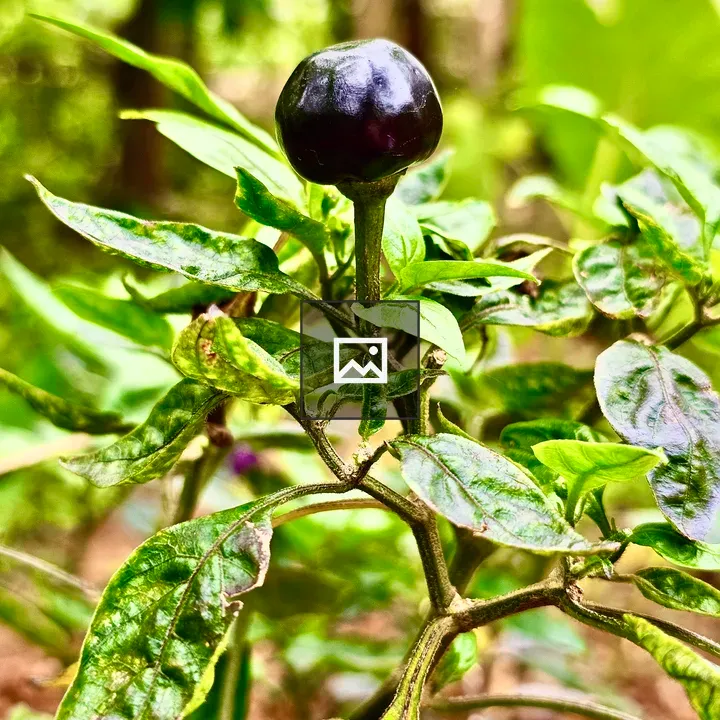 Round shaped chilli plant