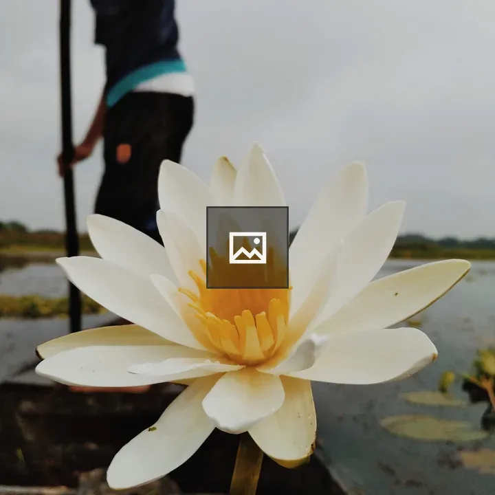 White water lily on boat