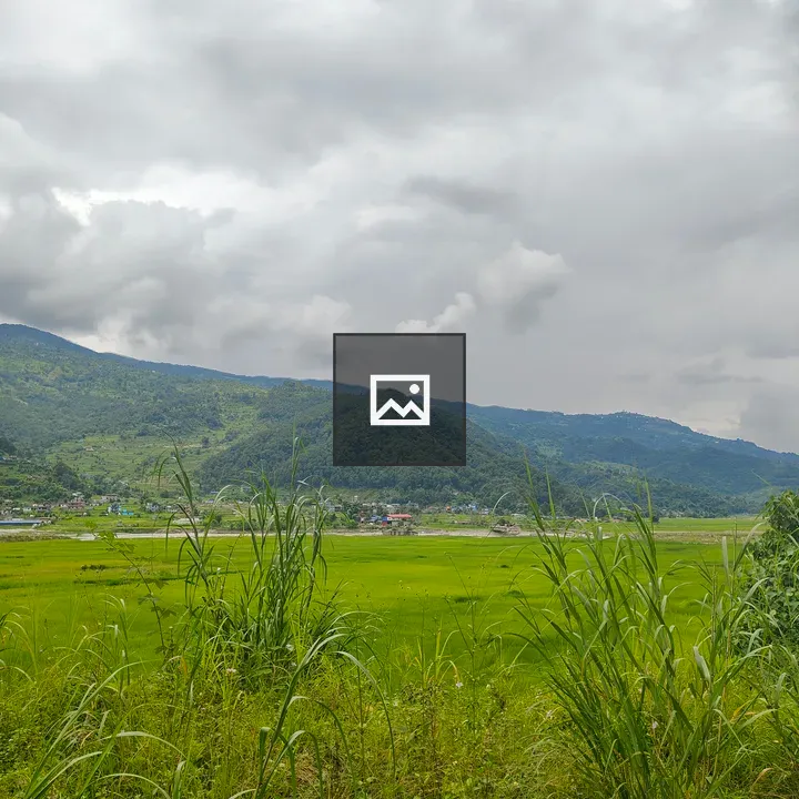 Lush green landscape with grasses