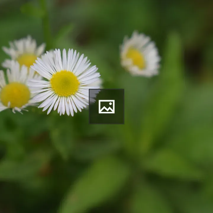 Close up white and yellow flower