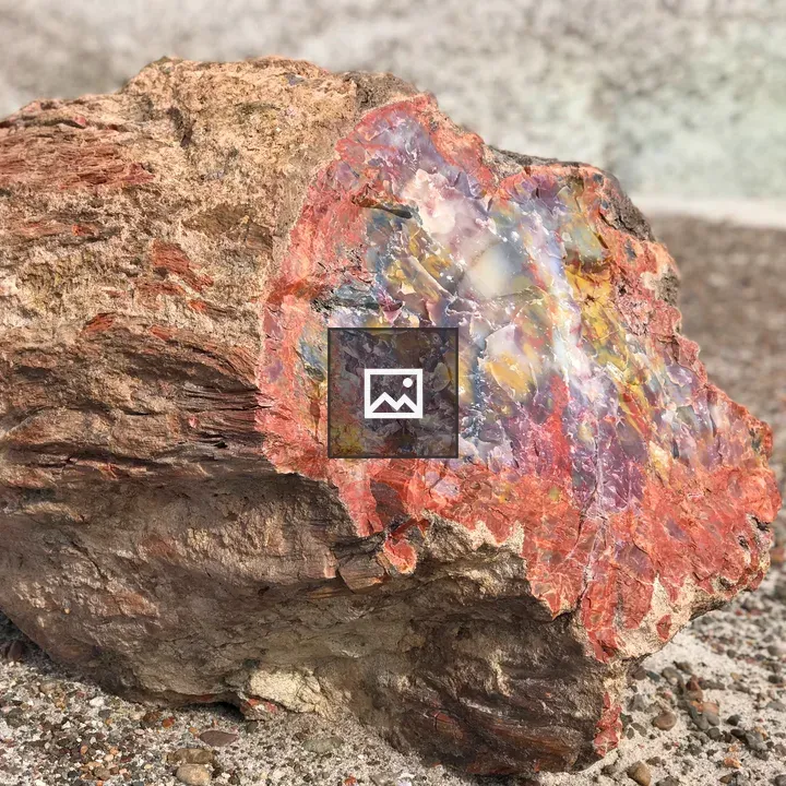 Petrified Wood Fragment