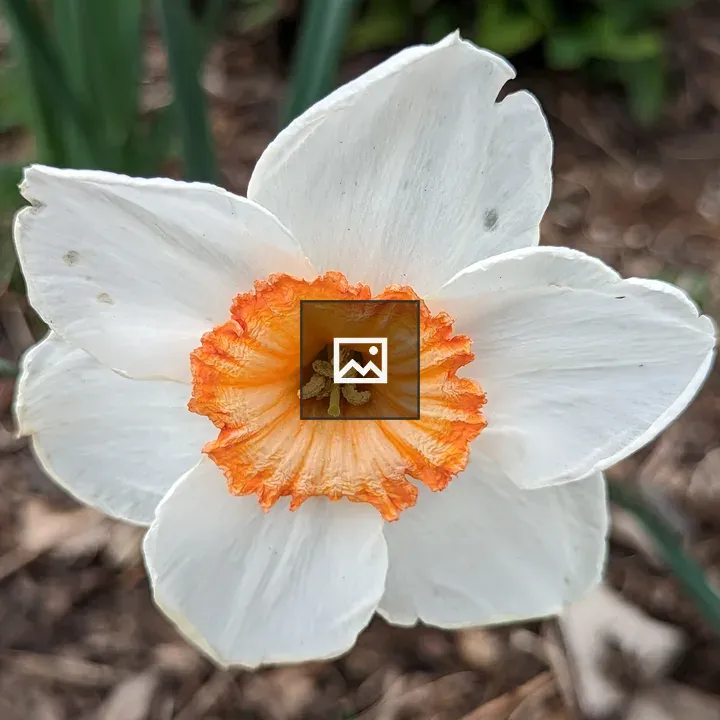 White daffodil with orange center