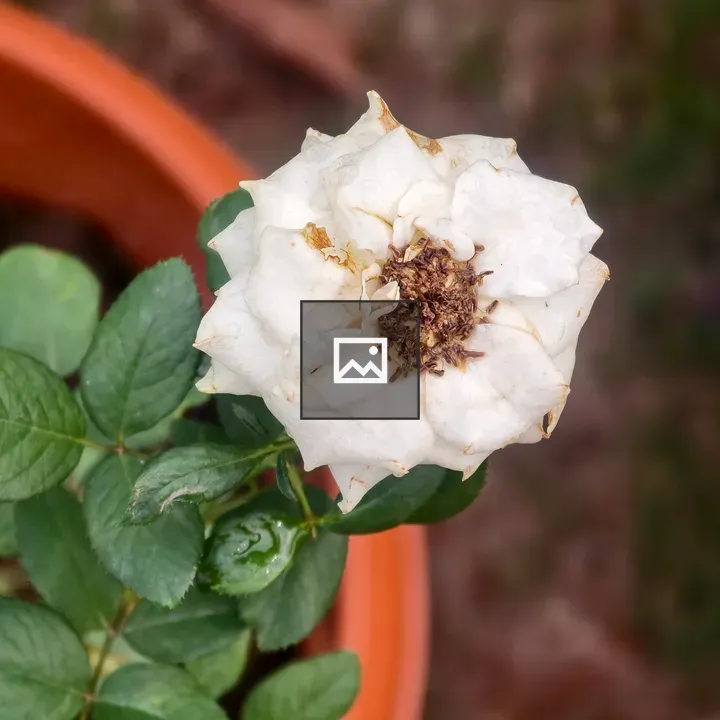 White rose in clay pot