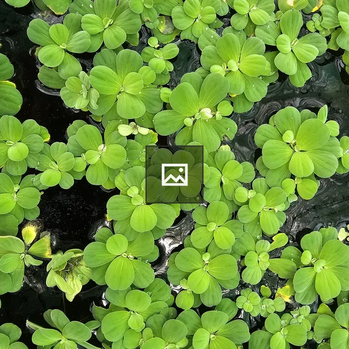 Water lettuce mat on dark water