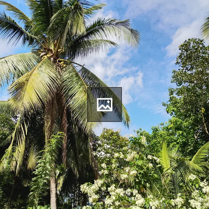 Coconut palm landscape