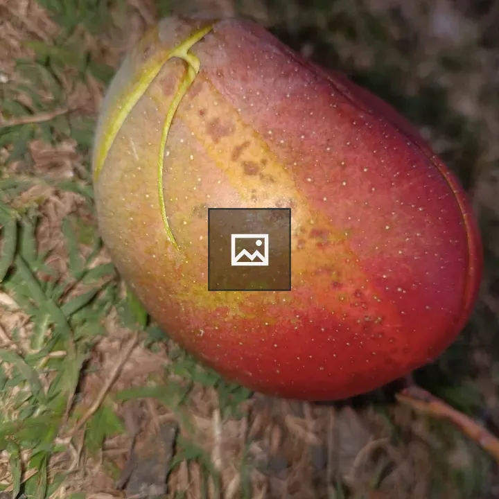 Ripe Mango on Grass