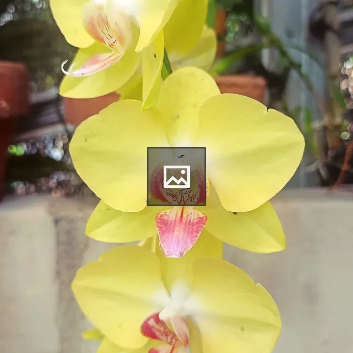 Yellow Orchid