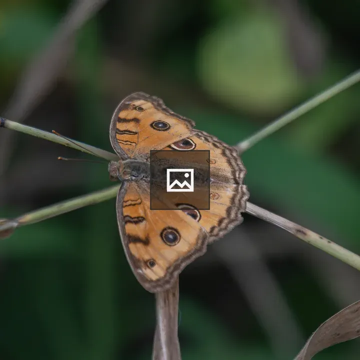Peacock Pansy Butterfly