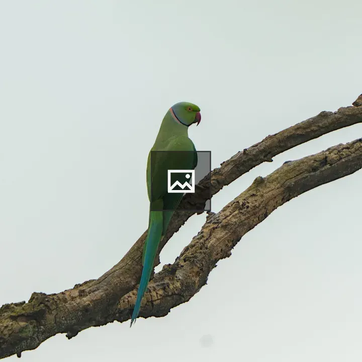 Green parrot on bare branch