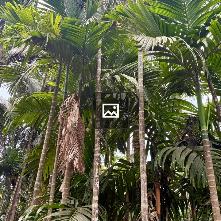 Palm Trees Cluster