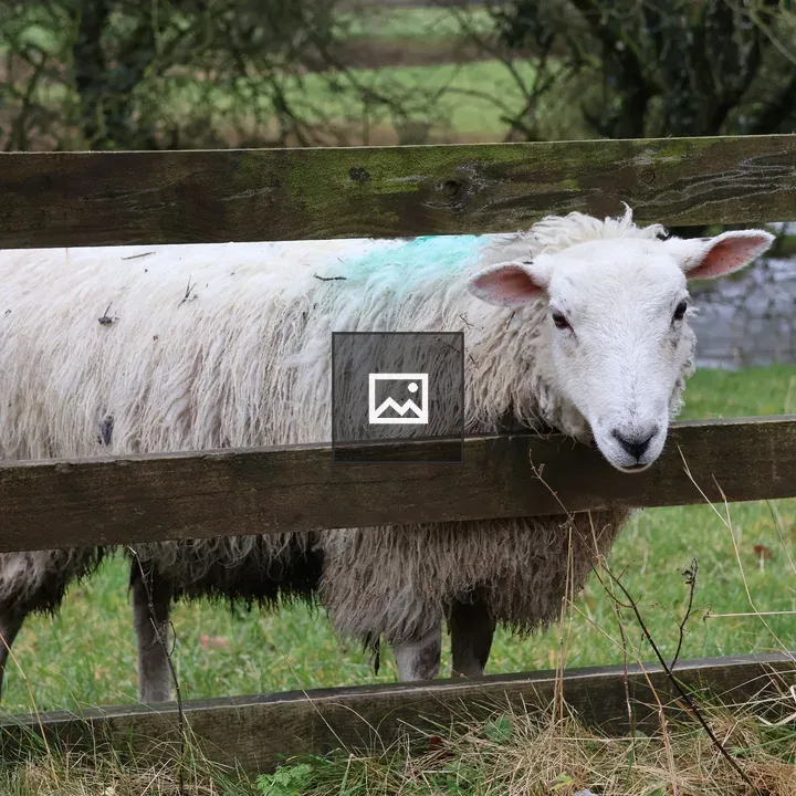 Sheep Looking Through Fence