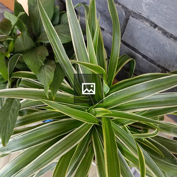 Potted plant with striped leaves