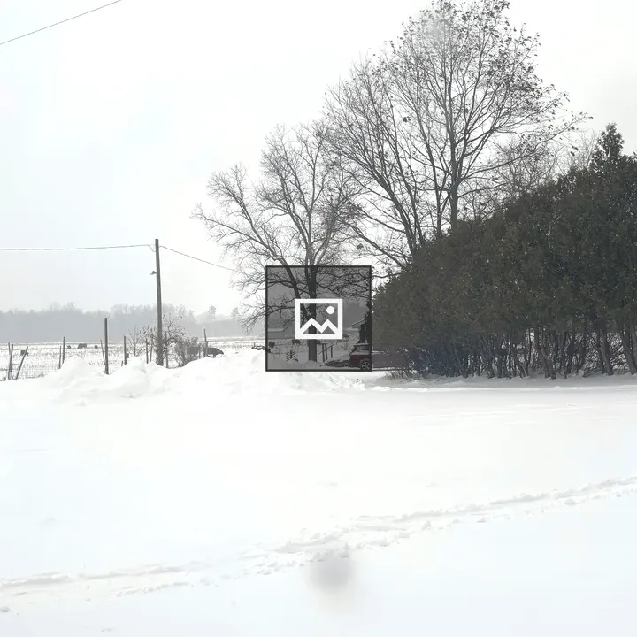 Snowy yard with cedar trees