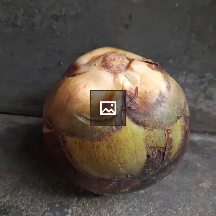 Palmyra fruit close-up