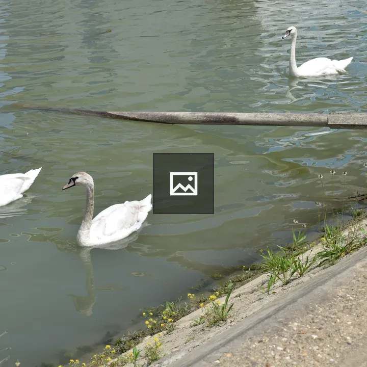 Group of swans on river