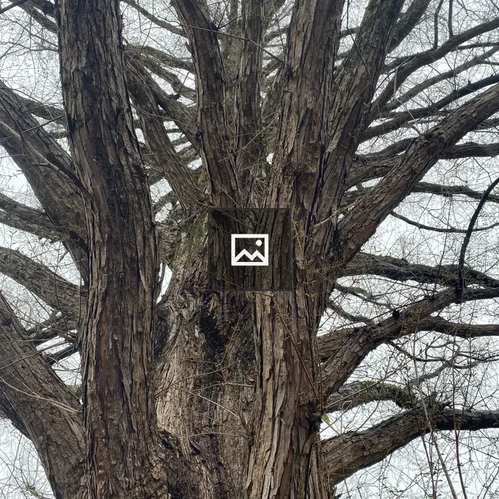 Big tree branches in different directions