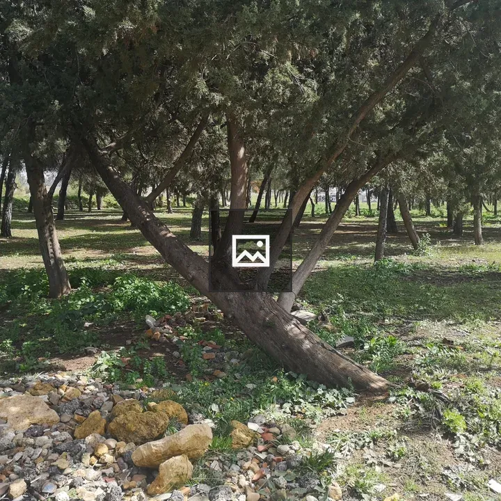 Peaceful park with trees and fallen log