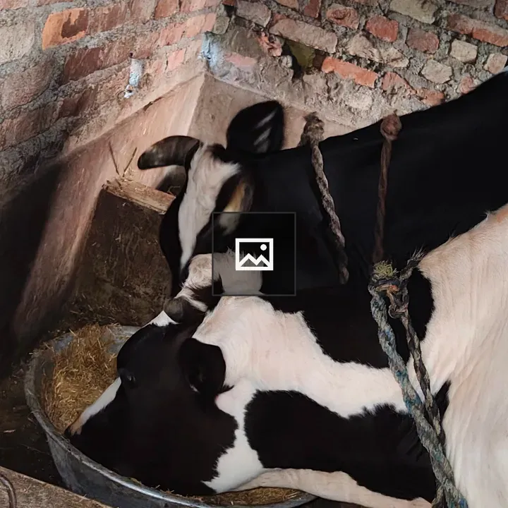 Two cows feeding at trough