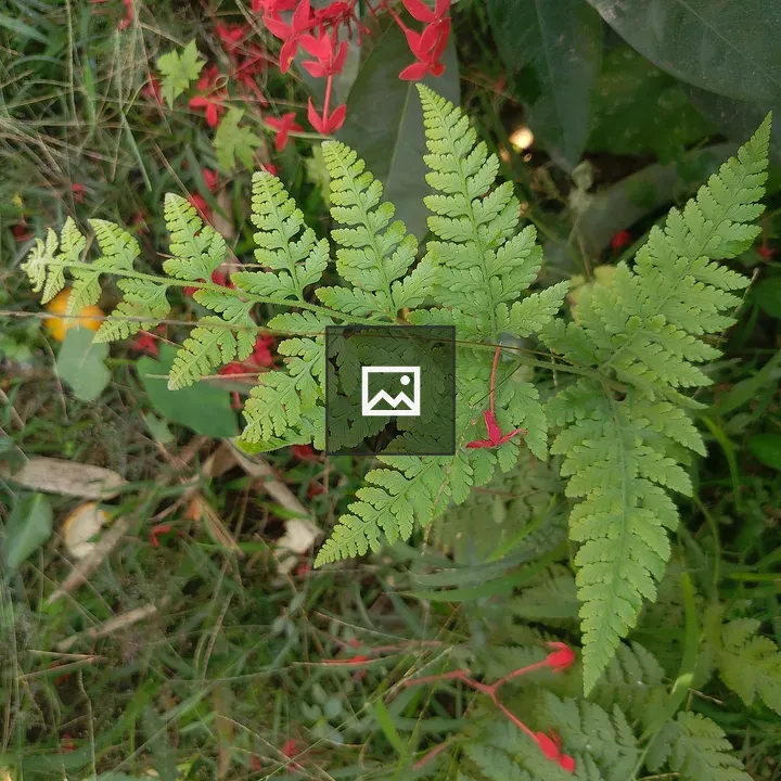 Green fern leaf close-up