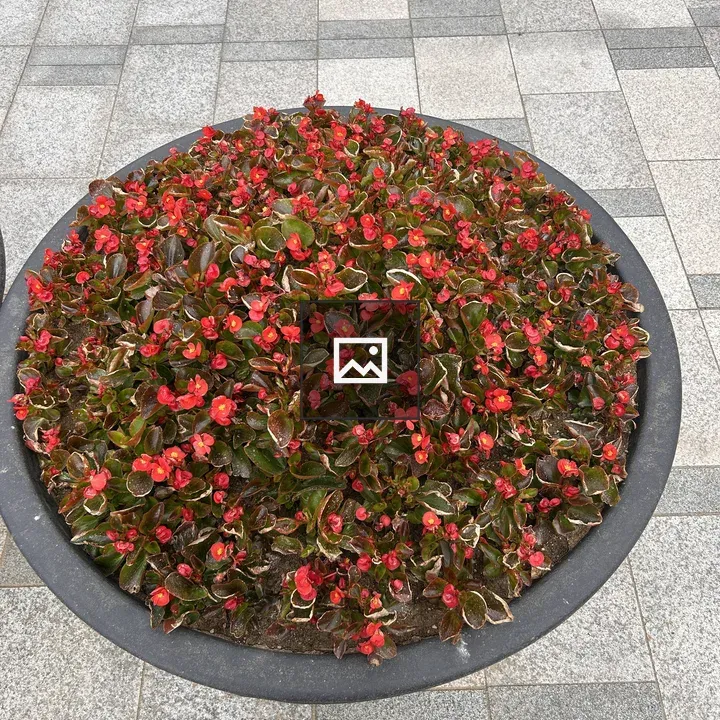 Circular planter with red flowers