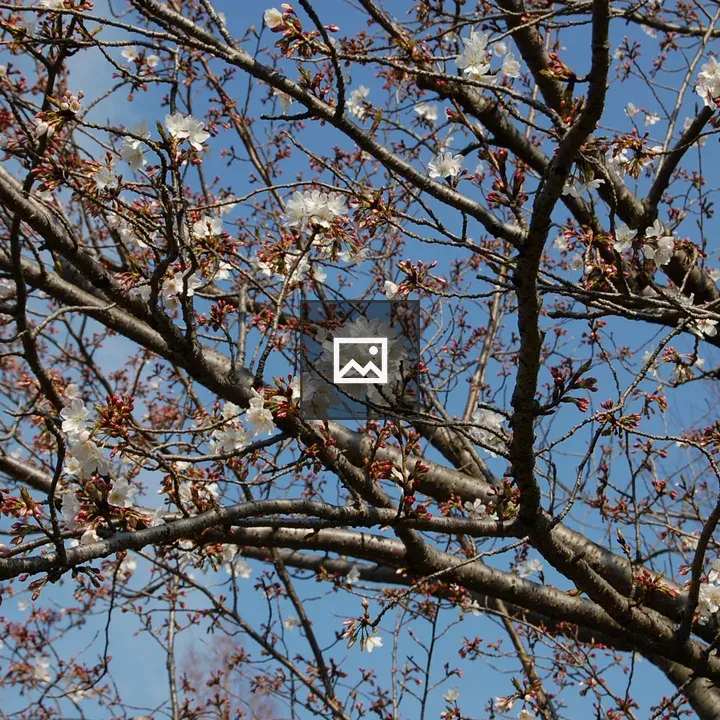 Yamazakura bloom