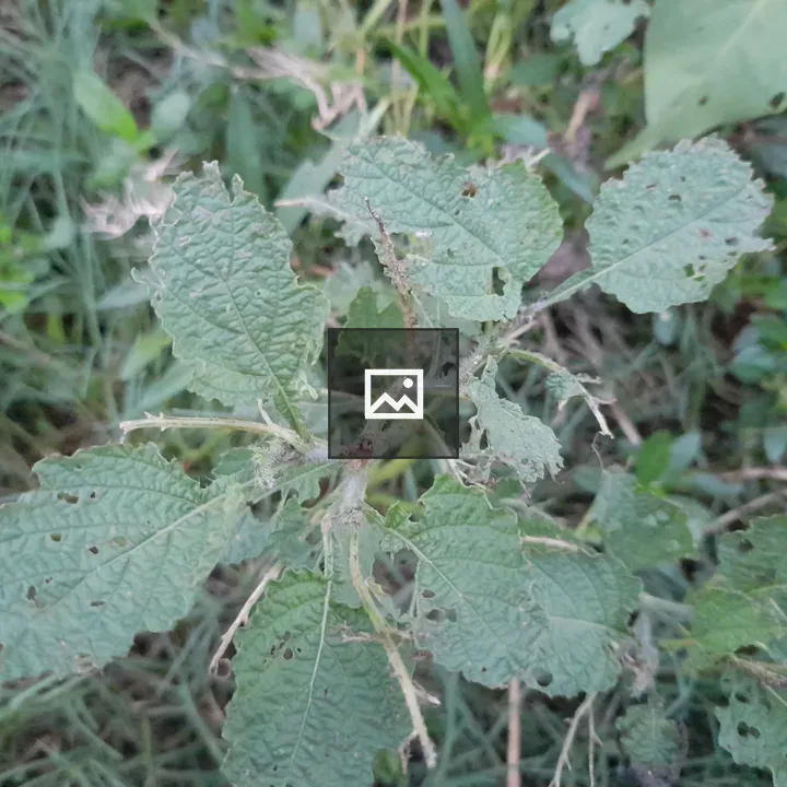 Plant leaves eaten away