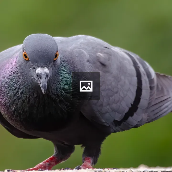 Pigeon with Iridescent Neck Feathers