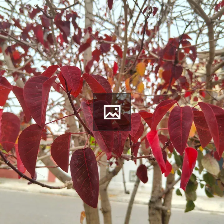 Red Leaves Close-Up