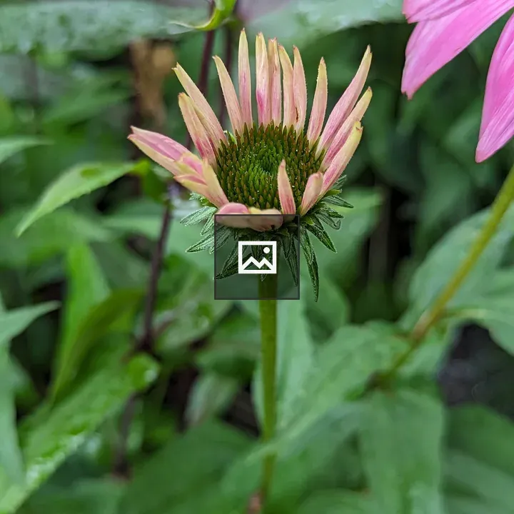Flower with Narrow Curled Leaves