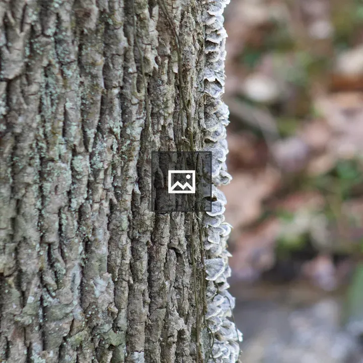Tree Fungus