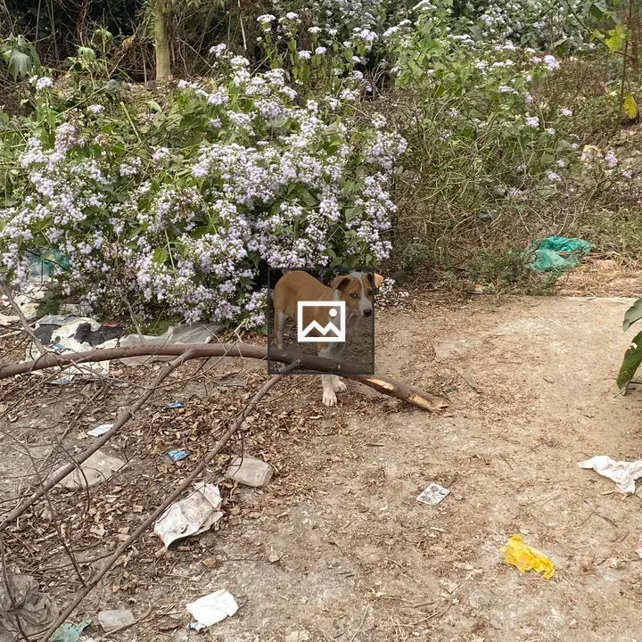 Dog on dirt path with litter
