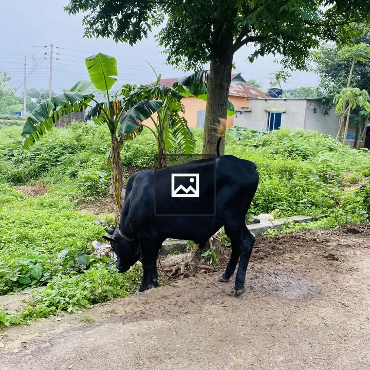 Black Cow by Banana Plants