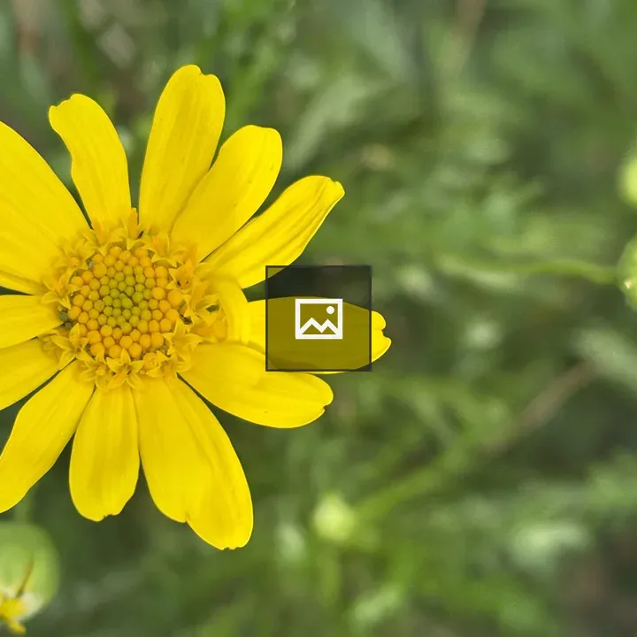 Close-up Yellow Flower