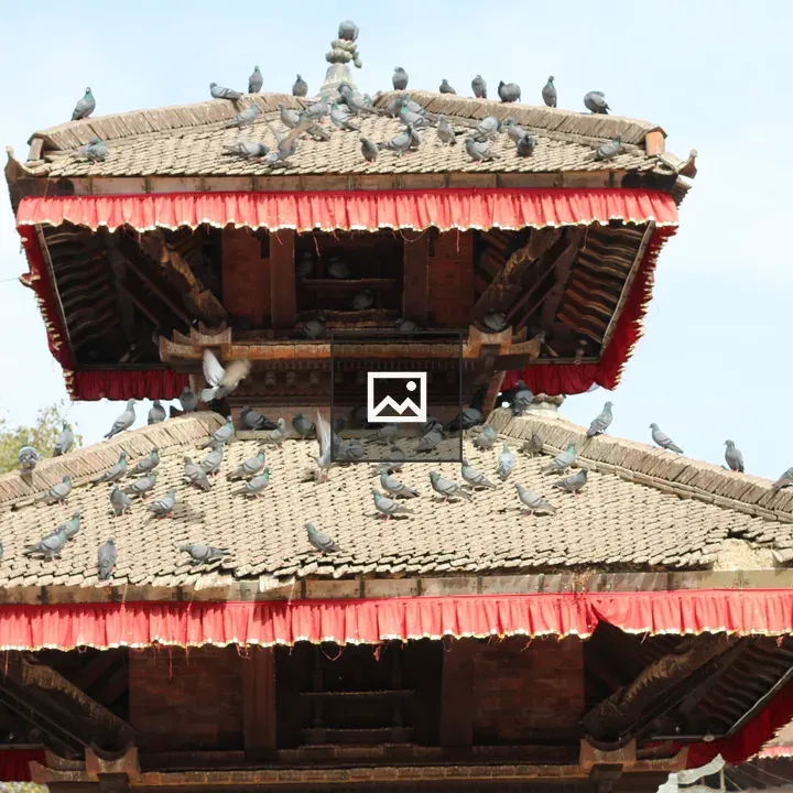 Traditional rooftops with pigeons