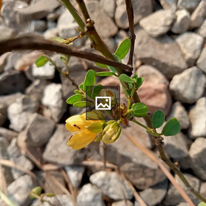 Close-up Plant with Yellow Flowers