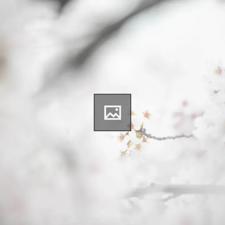 Cherry blossom branches in soft focus