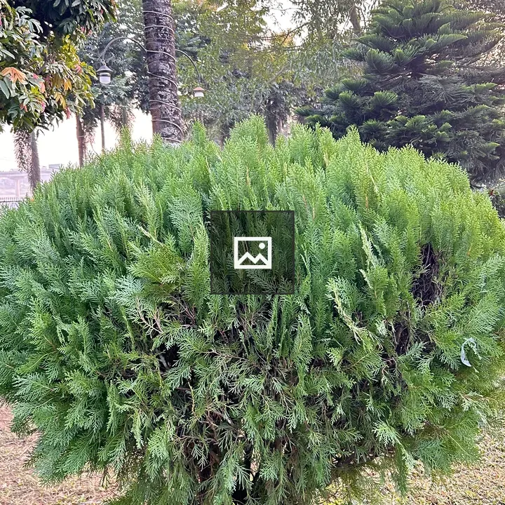 Lush green bush in foreground