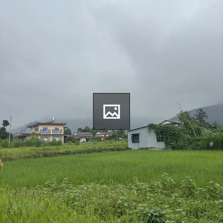 Rice field landscape with foreground plants